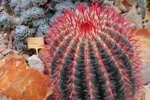 coltivare un Echinocactus - Ferocactus