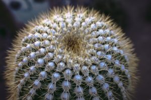 coltivare un Echinocactus - Notocactus
