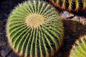 coltivare un Echinocactus
