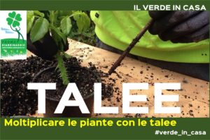 nuove piante con le talee
