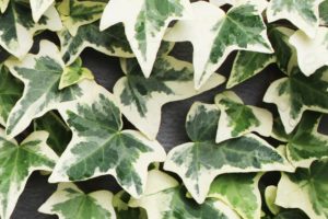 coltivare una Hedera