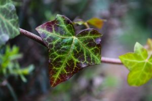 coltivare una Hedera