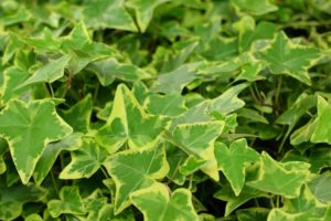 coltivare una Hedera