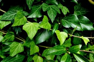 coltivare una Hedera
