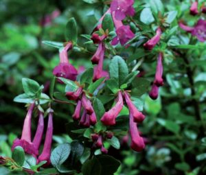 coltivare la abelia - Abelia floribunda
