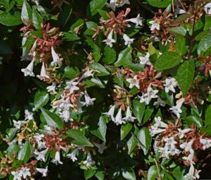 coltivare la abelia - Abelia grandiflora
