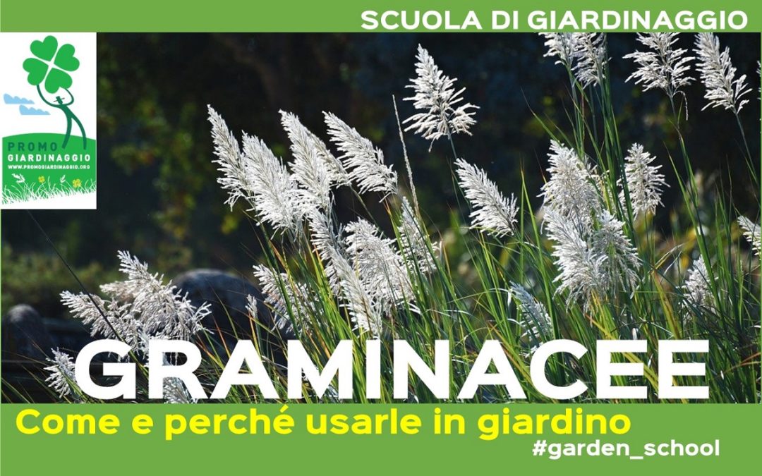 Come e perché coltivare le graminacee in giardino