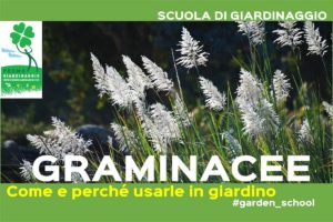 coltivare le graminacee