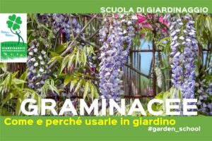 coltivare le graminacee