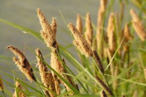 Carex