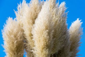 coltivare le graminacee - Cortaderia selloana