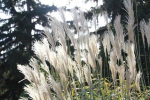 coltivare le graminacee - Miscanthus