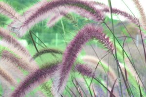 Pennisetum