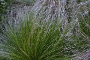 Stipa