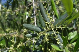 coltivare un Olivo