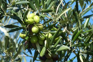 coltivare un Olivo