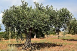 coltivare un Olivo