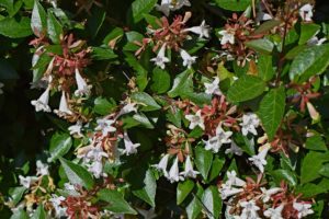 piante che fioriscono in autunno - Abelia grandiflora