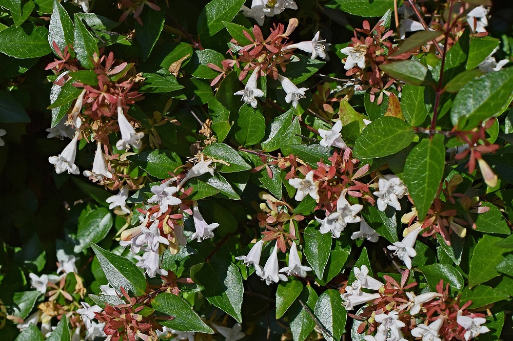 piante che fioriscono in autunno - Abelia grandiflora