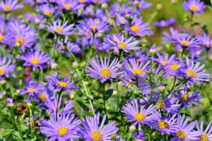 piante che fioriscono in autunno - Aster