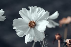 piante che fioriscono in autunno - Cosmos bipinnatus
