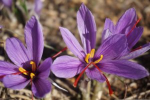 piante che fioriscono in autunno - Crocus Sativus