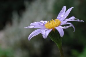 piante che fioriscono in autunno - Felicia amelloides