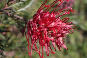 piante che fioriscono in autunno - Grevillea