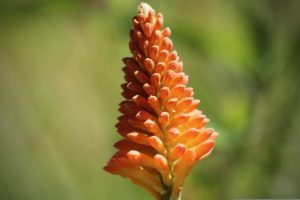 piante che fioriscono in autunno - Kniphofia