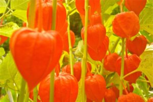 piante che fioriscono in autunno - Physalis alkekengi