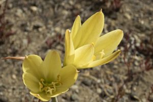 piante che fioriscono in autunno - Sternbergia lutea