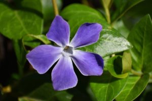 piante che fioriscono in autunno - Vinca