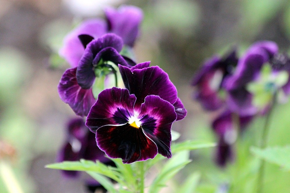 piante che fioriscono in autunno - Viola tricolor