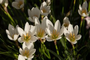 piante che fioriscono in autunno - Zephyranthes