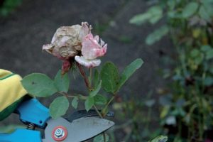 potare le Rose