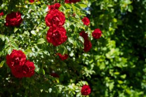 potare le Rose