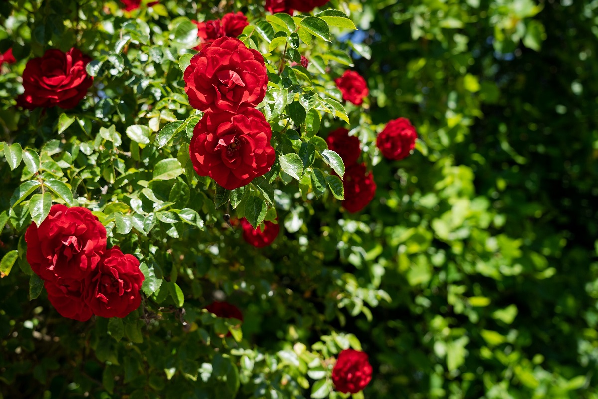 Come E Quando Potare Le Rose - Promogiardinaggio