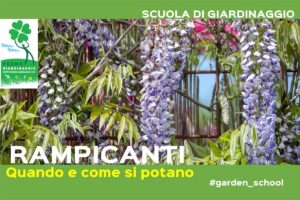 potare le piante rampicanti