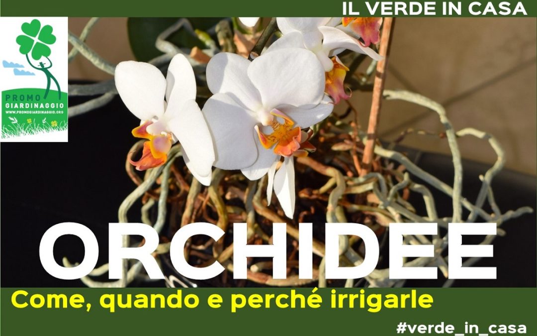 Come annaffiare le Orchidee coltivate in appartamento