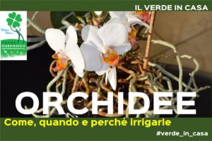 annaffiare le Orchidee