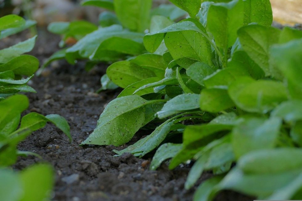 Come coltivare gli Spinaci nell'orto e in vaso sul terrazzo Come coltivare gli Spinaci nell'orto e in vaso sul terrazzo