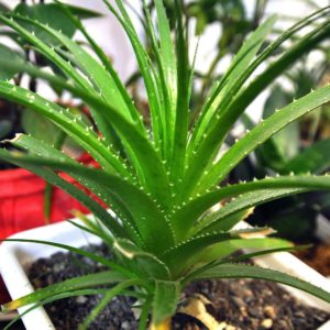 coltivare una aloe vera