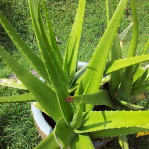 coltivare una aloe vera