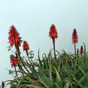 coltivare una aloe vera