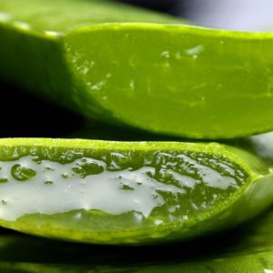 coltivare una aloe vera