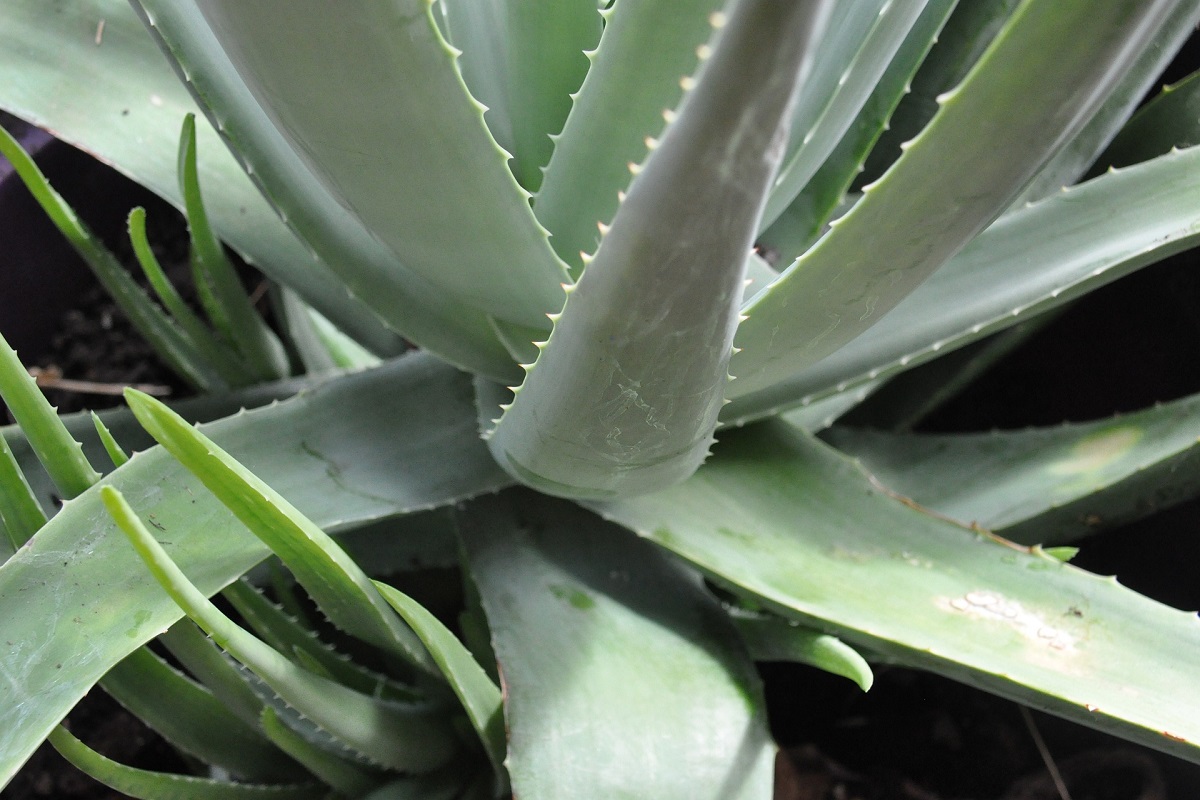 Come coltivare una Aloe vera - Promogiardinaggio