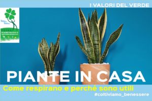 piante in casa fanno bene