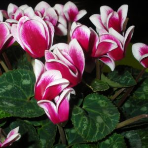 coltivare i Ciclamini