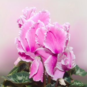 coltivare i Ciclamini