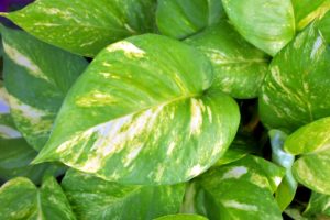 coltivare il pothos